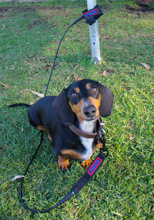 KOOK9 Premium Dog Lead